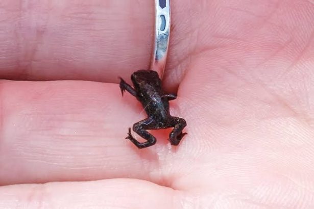 Top 10 Smallest Animals In The World 2025 – TINA MAGAZINE